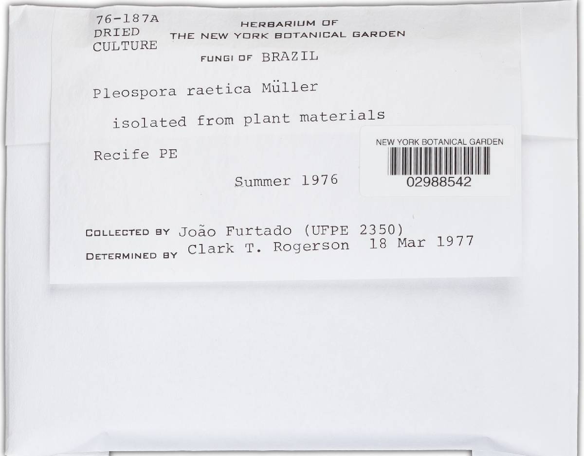 Pleospora raetica image