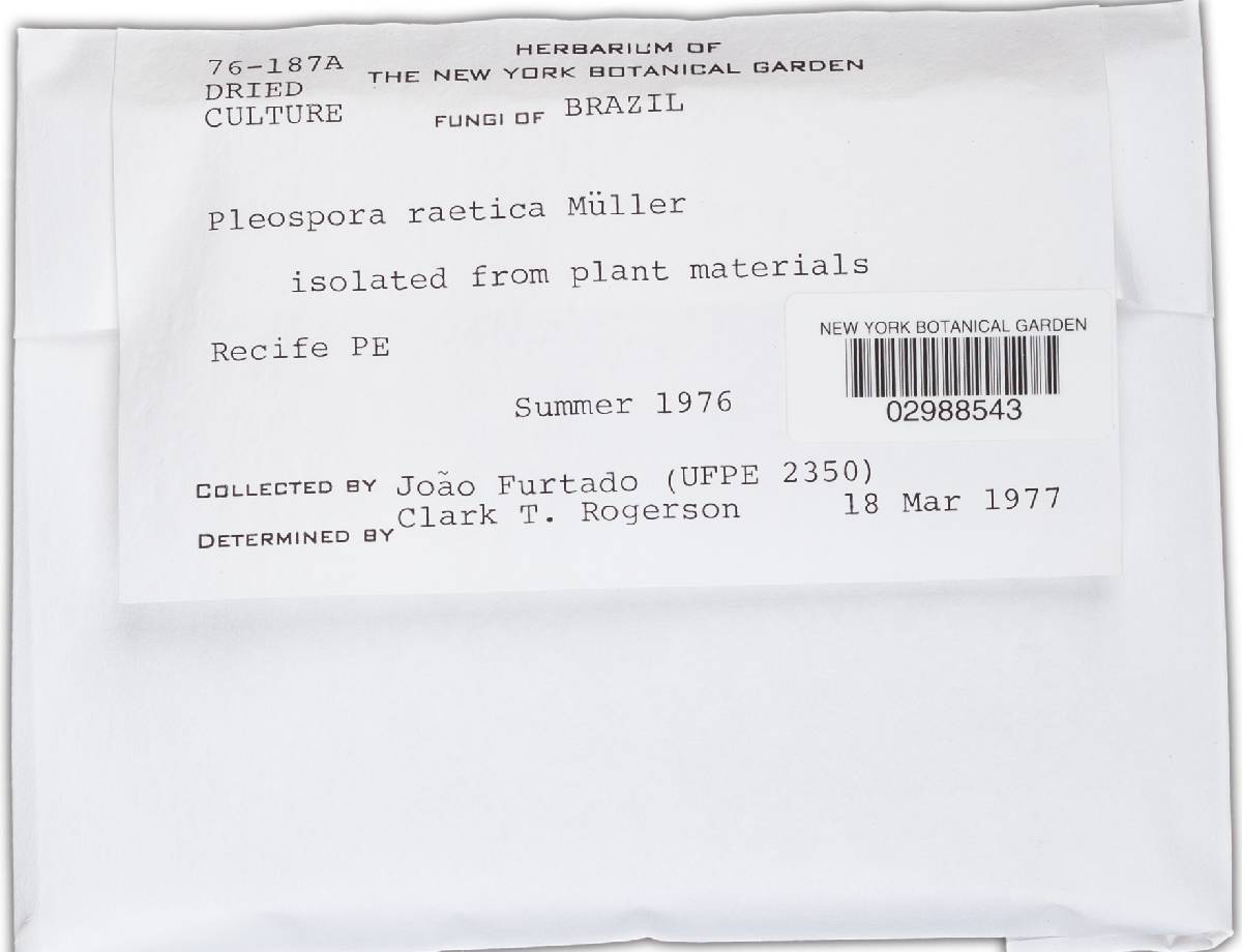 Pleospora raetica image