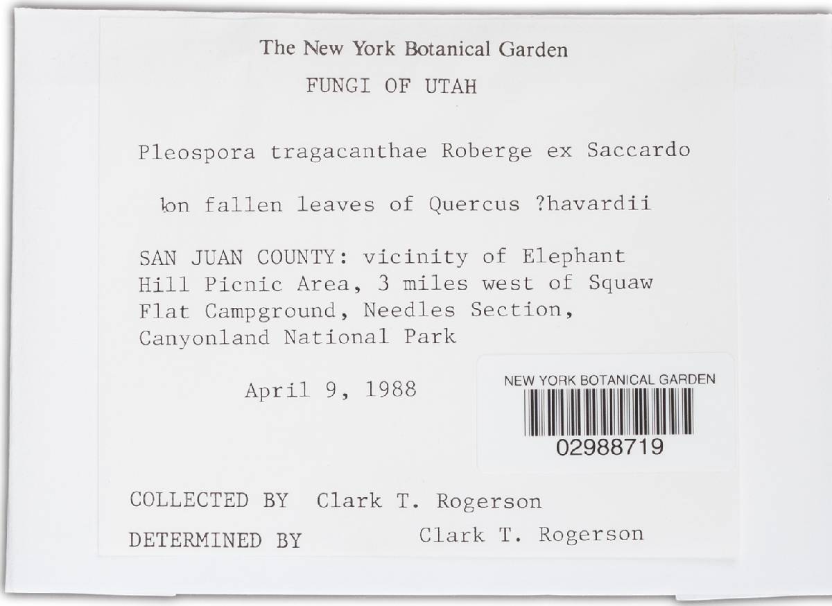 Pleospora tragacanthae image