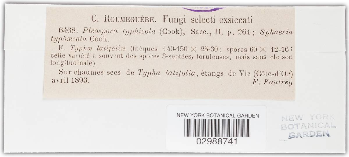 Pyrenophora typhicola image
