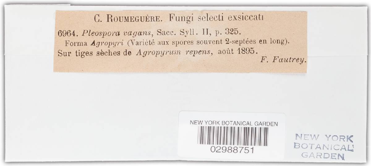 Phaeosphaeria vagans image