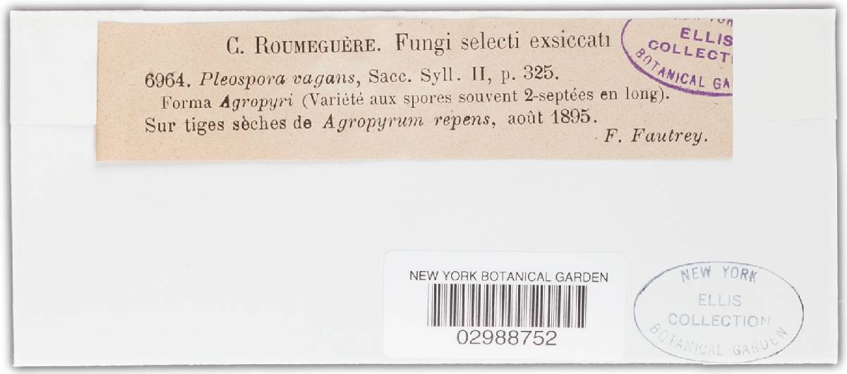Phaeosphaeria vagans image