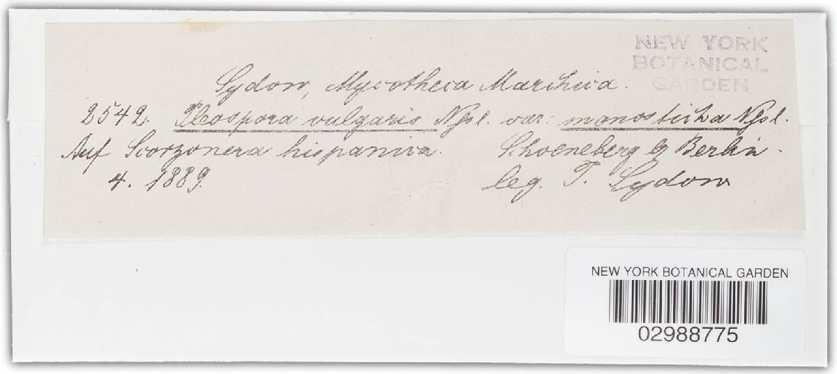 Lewia scrophulariae image