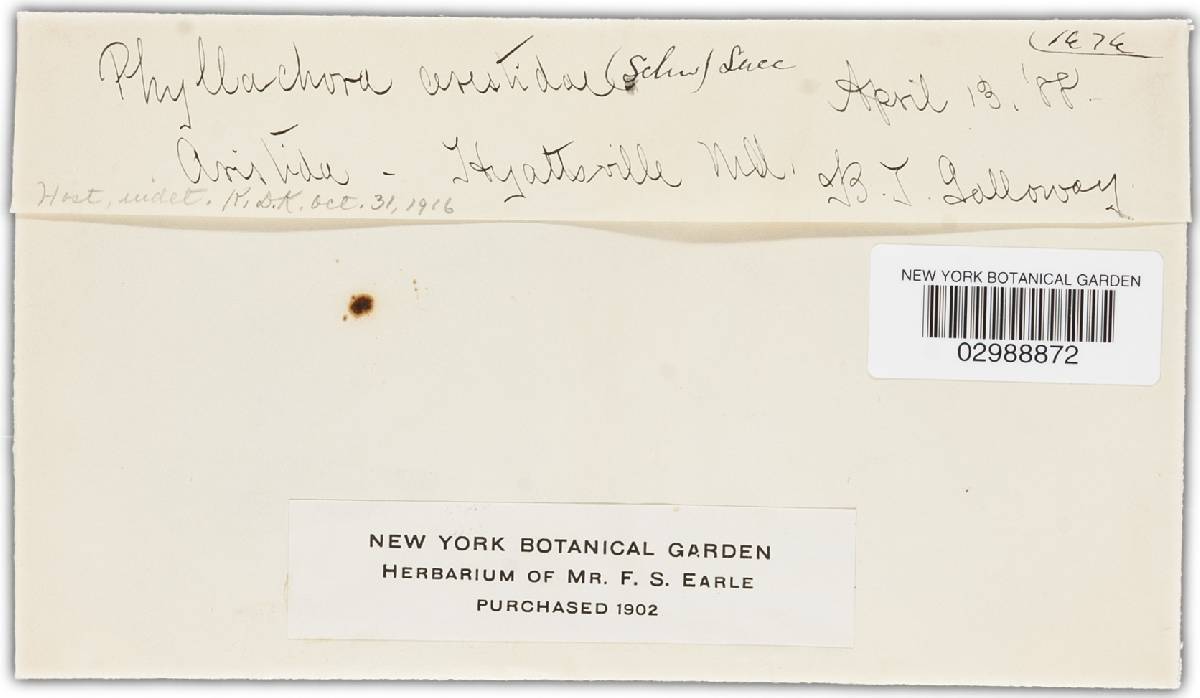 Dothidella aristidae image
