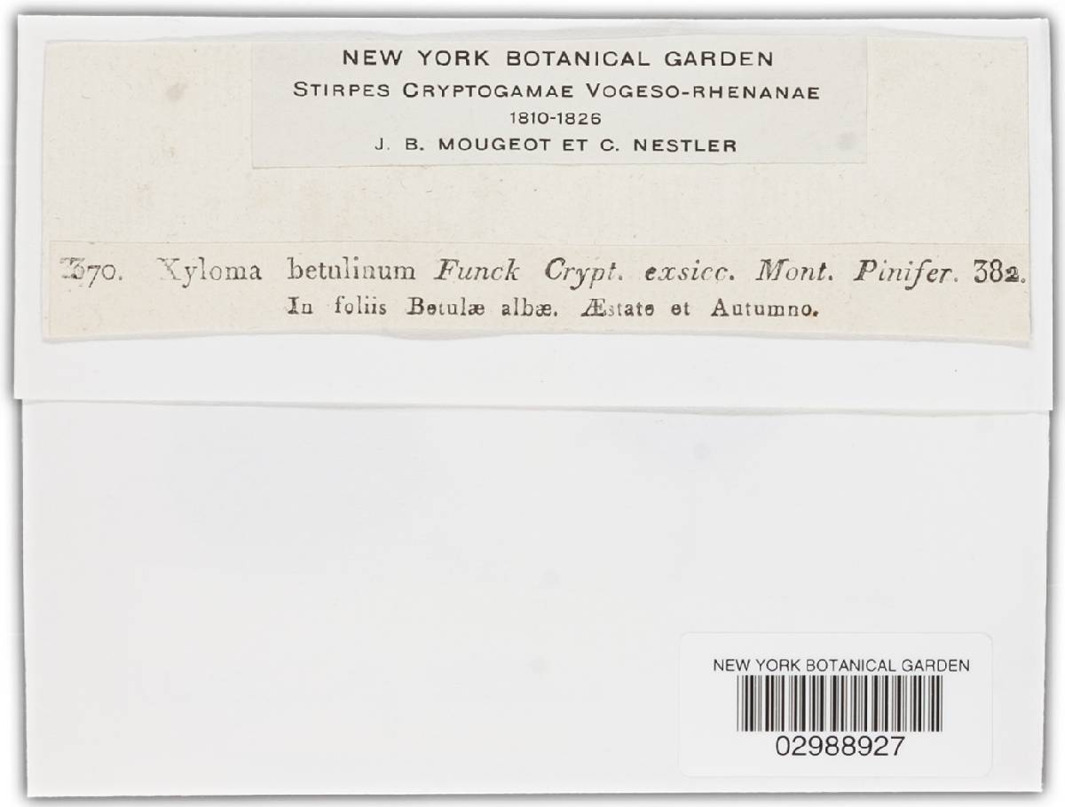 Atopospora betulina image