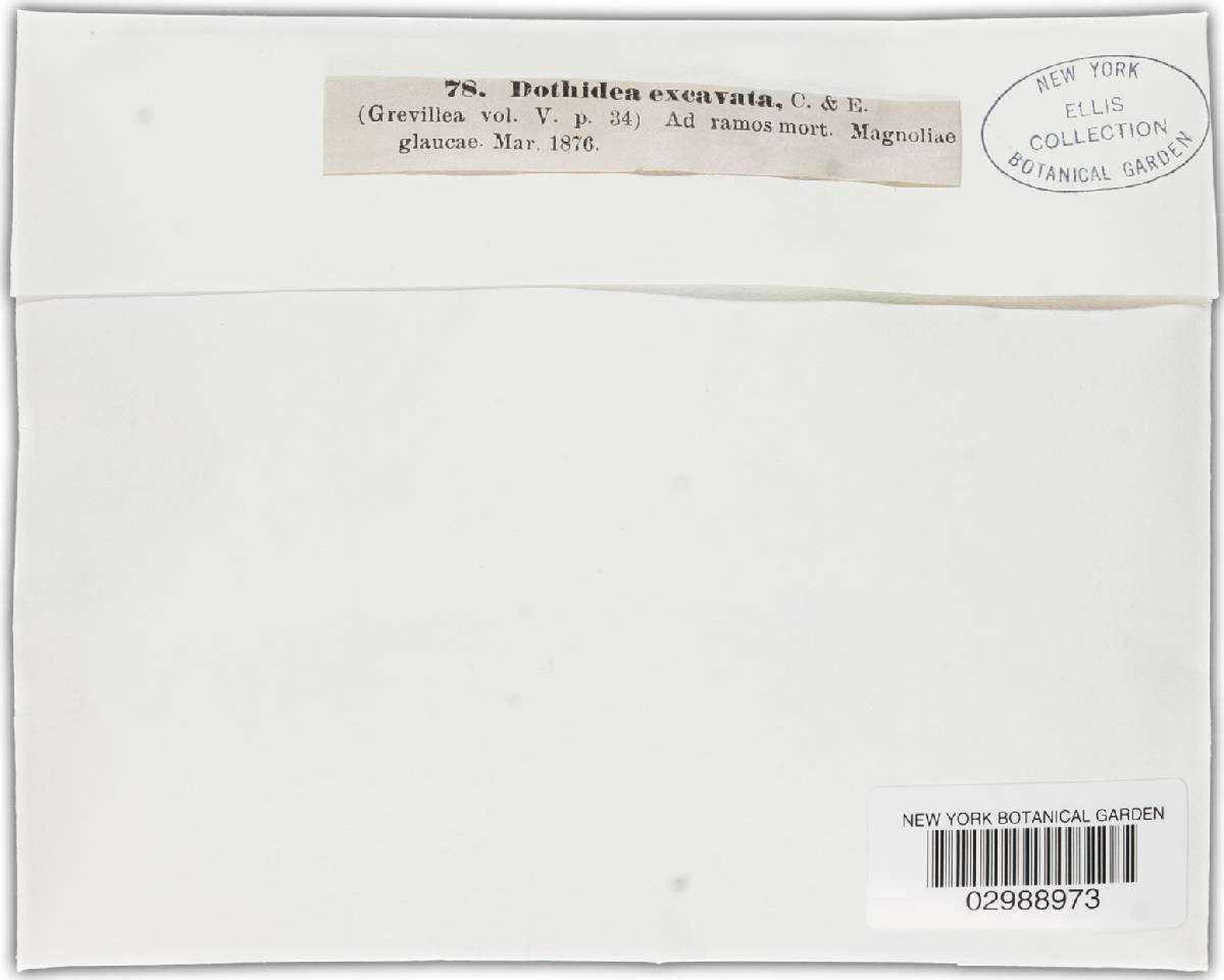 Dothidella castanopsidis image