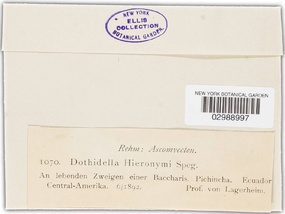 Microcyclus tinctoria image