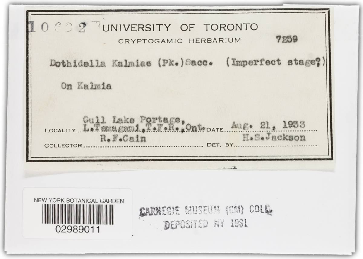 Phylleutypa kalmiae image