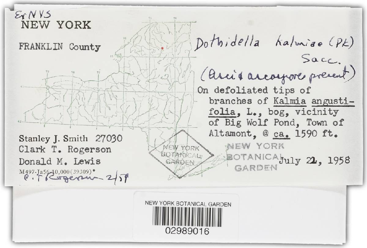 Phylleutypa kalmiae image