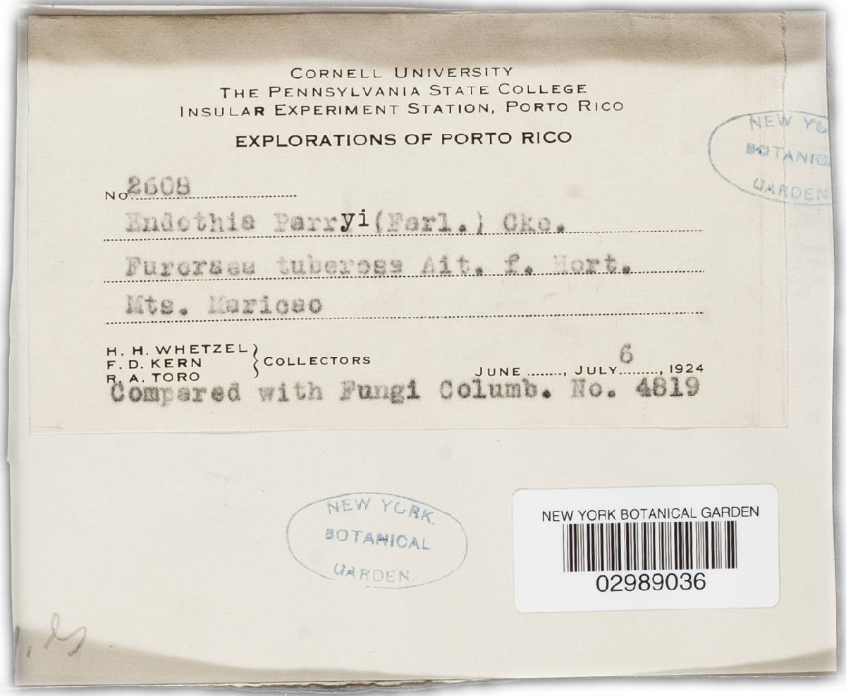 Planistromella parryi image