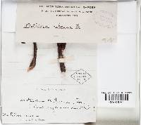 Dothiora ribesia image