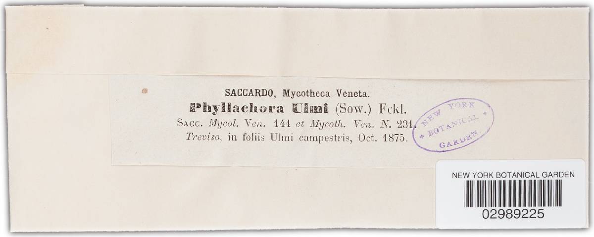 Dothidella image