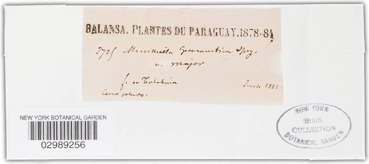 Apiosphaeria guaranitica image