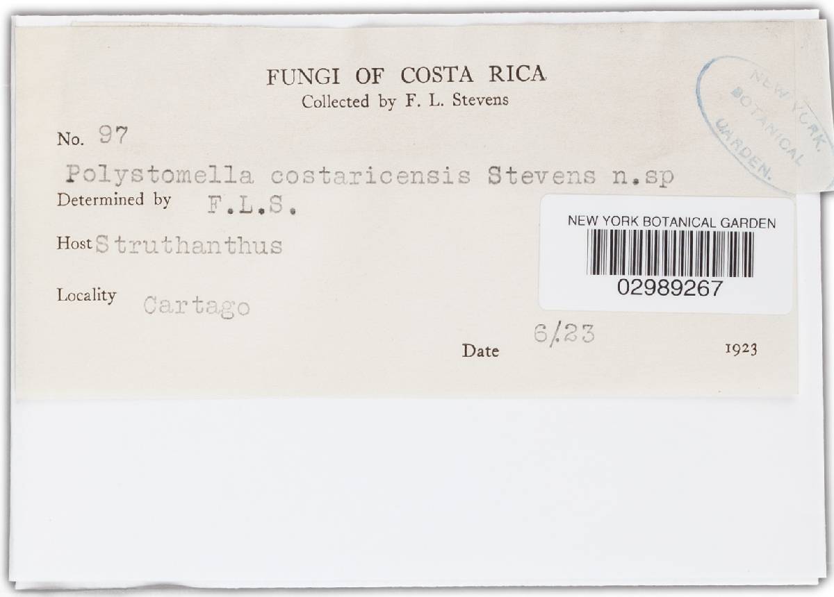 Polystomella costaricensis image