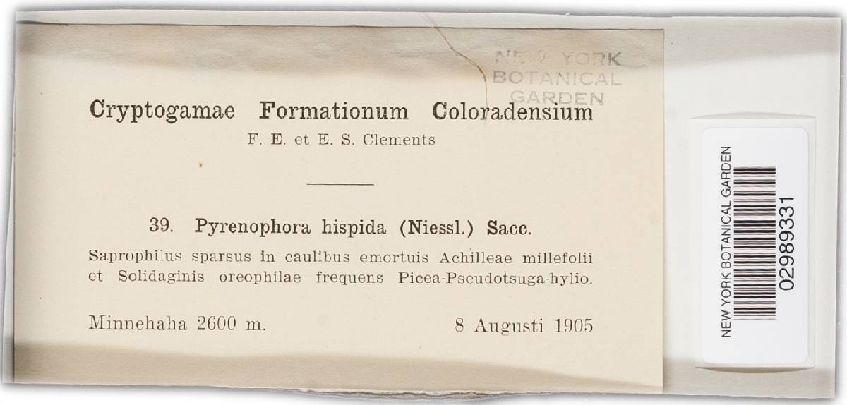Pyrenophora hispida image