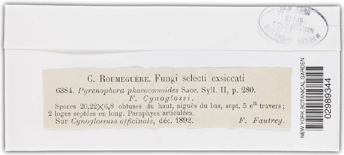 Pyrenophora phaeocomoides image