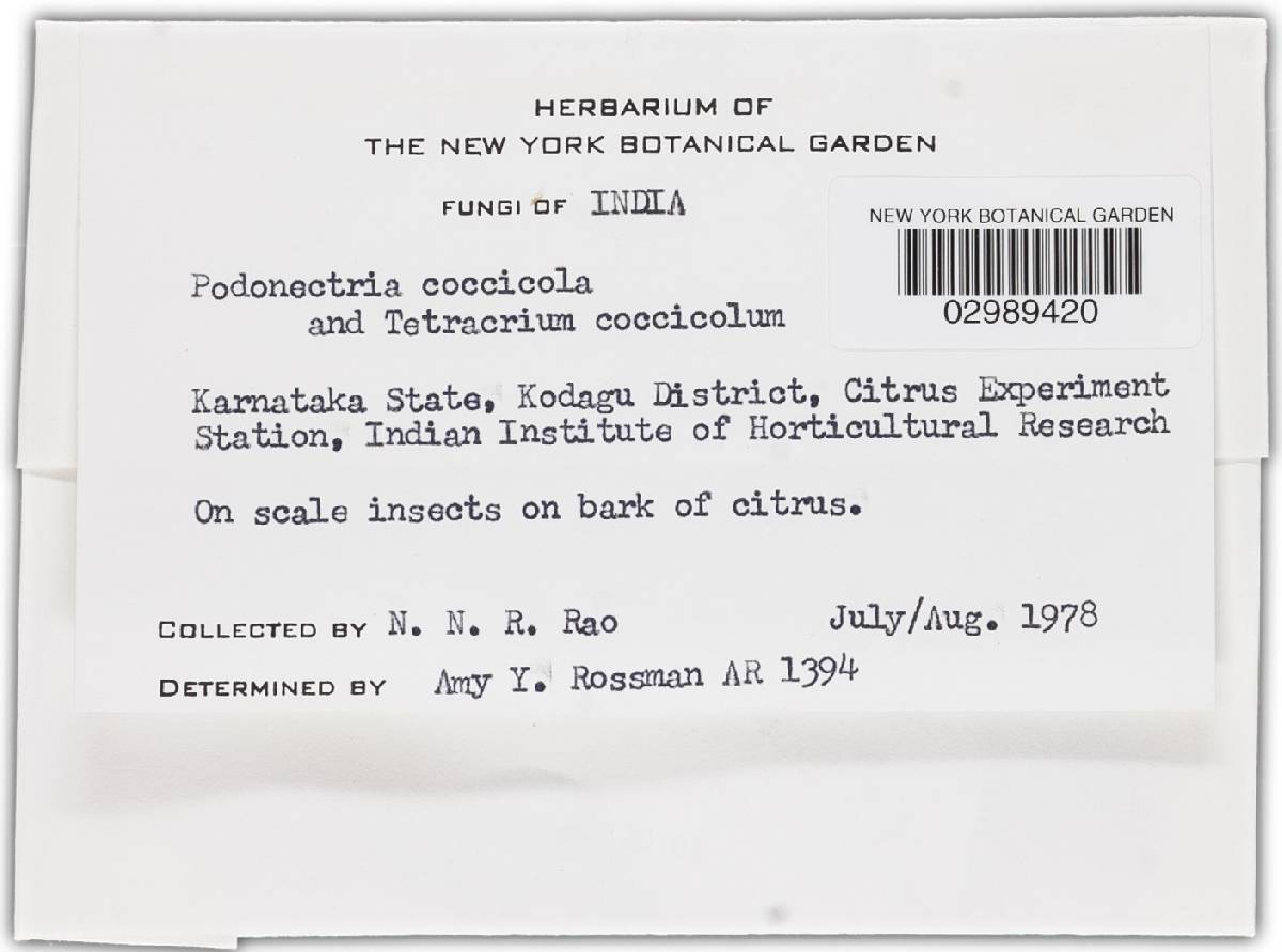 Podonectria coccicola image