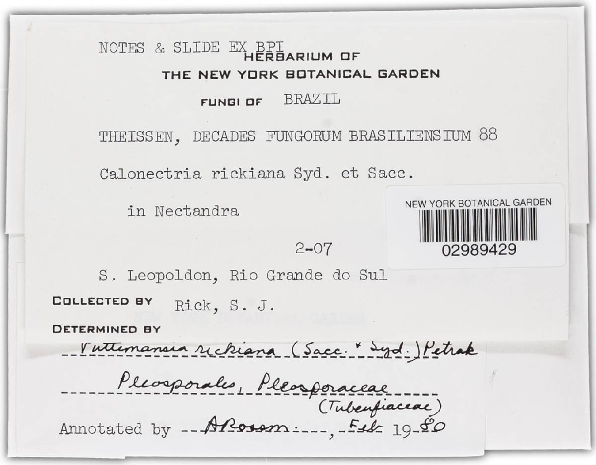 Puttemansia rickiana image