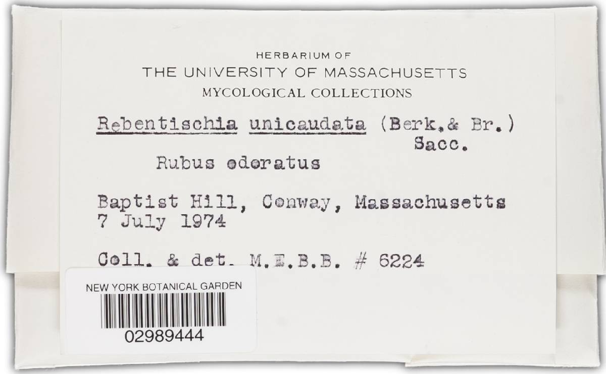 Rebentischia unicaudata image