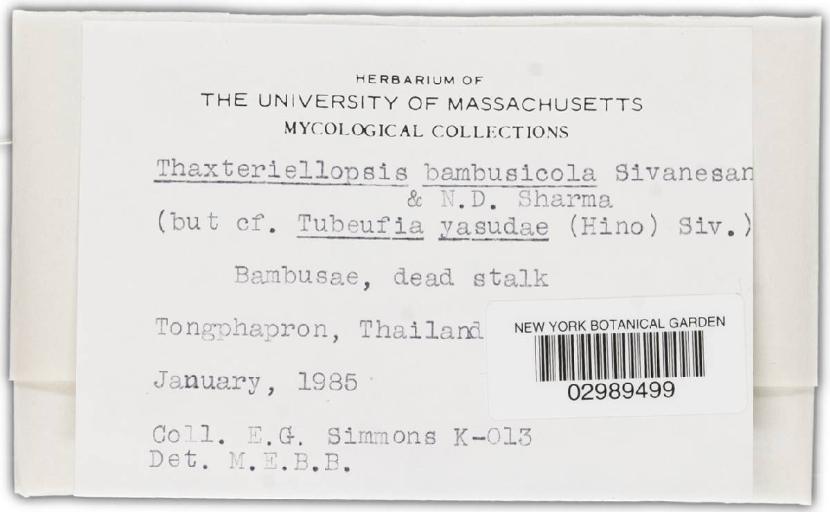 Chaetosphaerulina bambusicola image