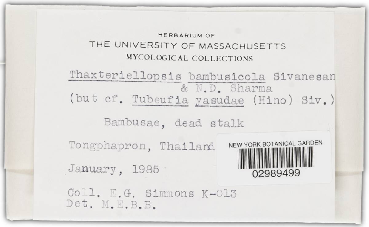 Chaetosphaerulina bambusicola image