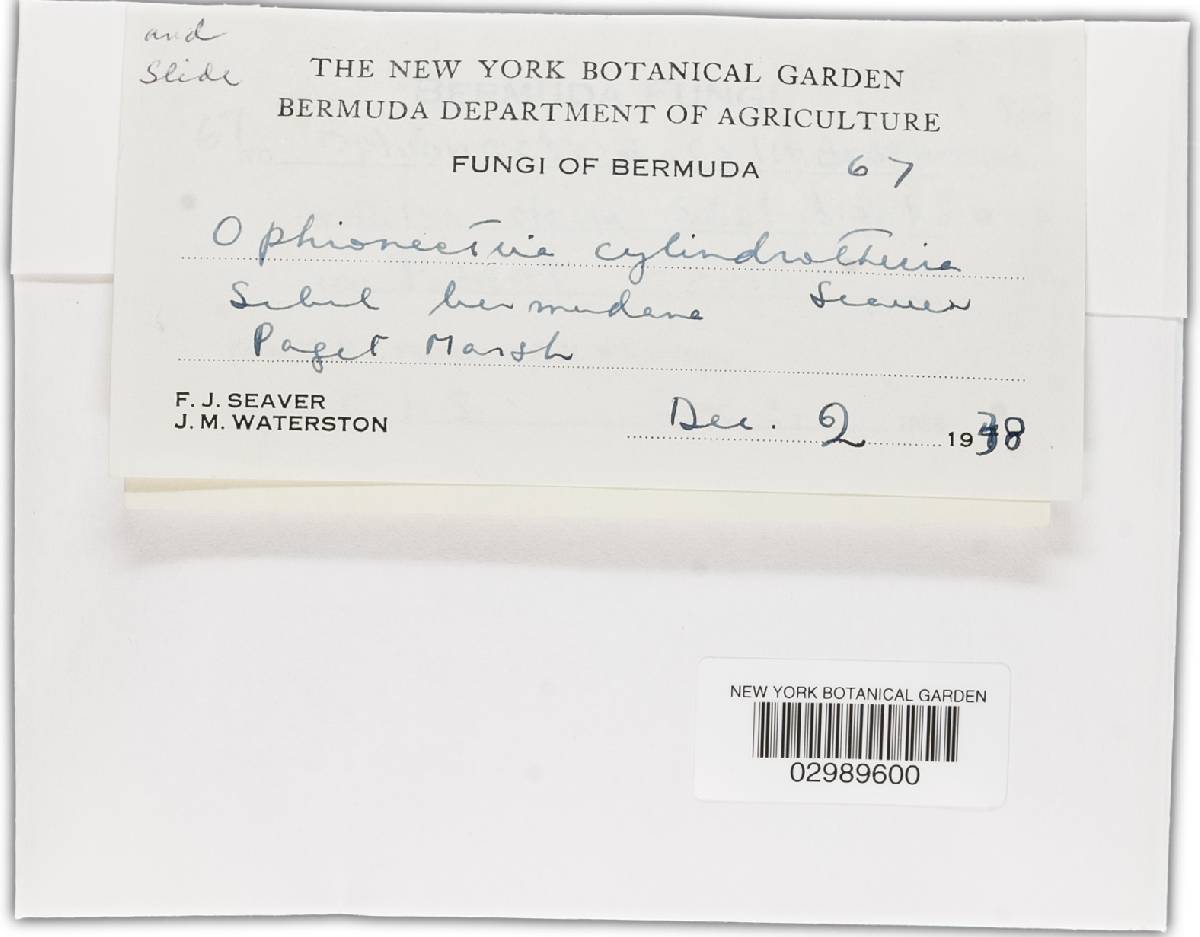 Tubeufia cylindrothecia image