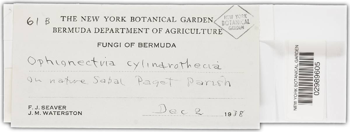 Tubeufia cylindrothecia image