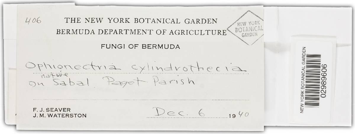 Tubeufia cylindrothecia image