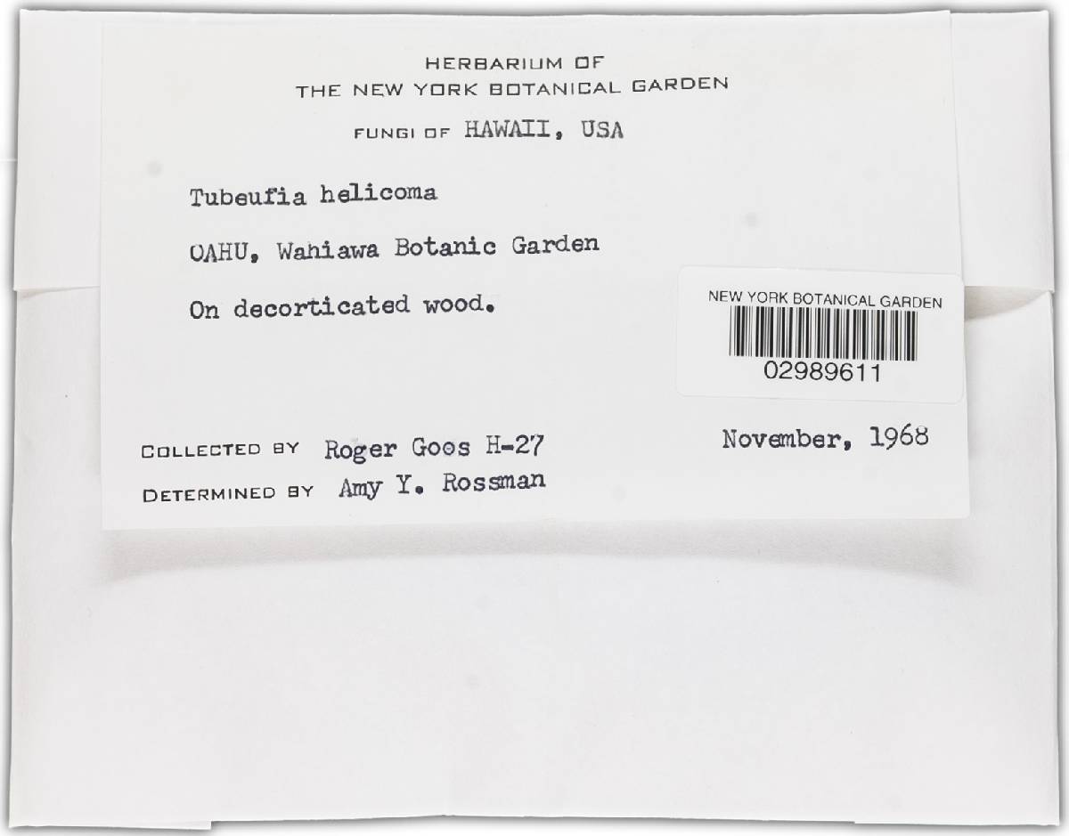 Thaxteriella helicoma image
