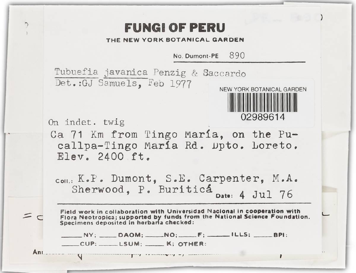 Tubeufia javanica image