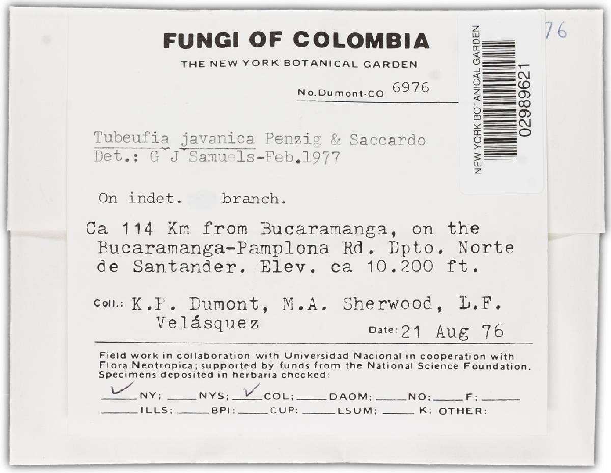 Tubeufia javanica image