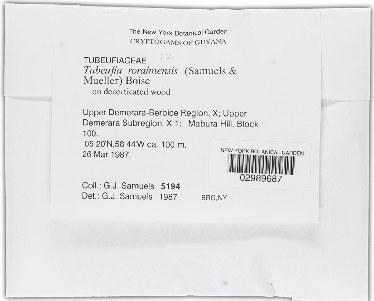Tubeufia roraimensis image