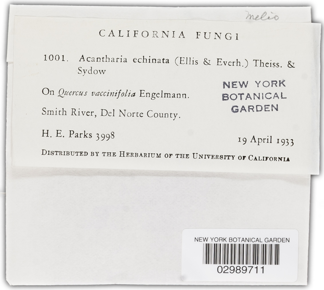 Acantharia echinata image