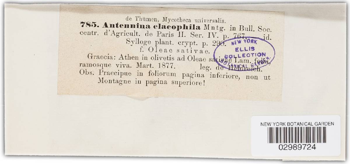 Antennularia image