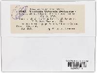 Antennularia quercina image