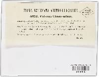 Coleroa chaetomium image