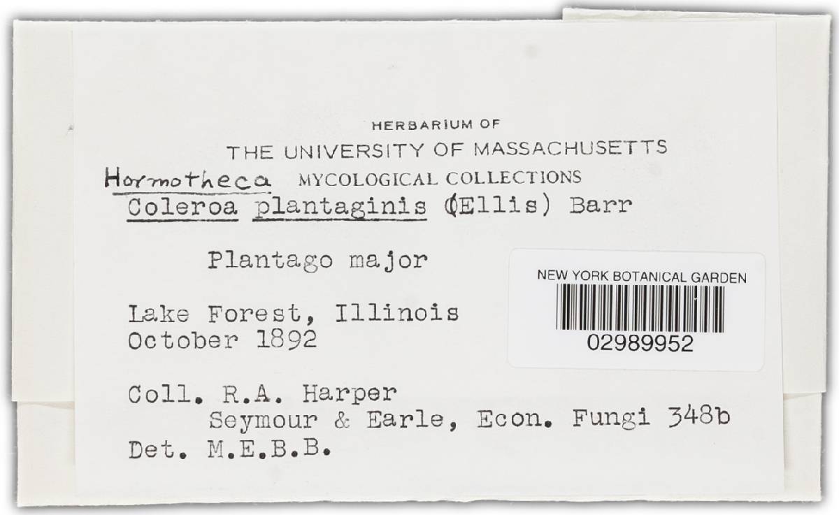 Hormotheca plantaginis image