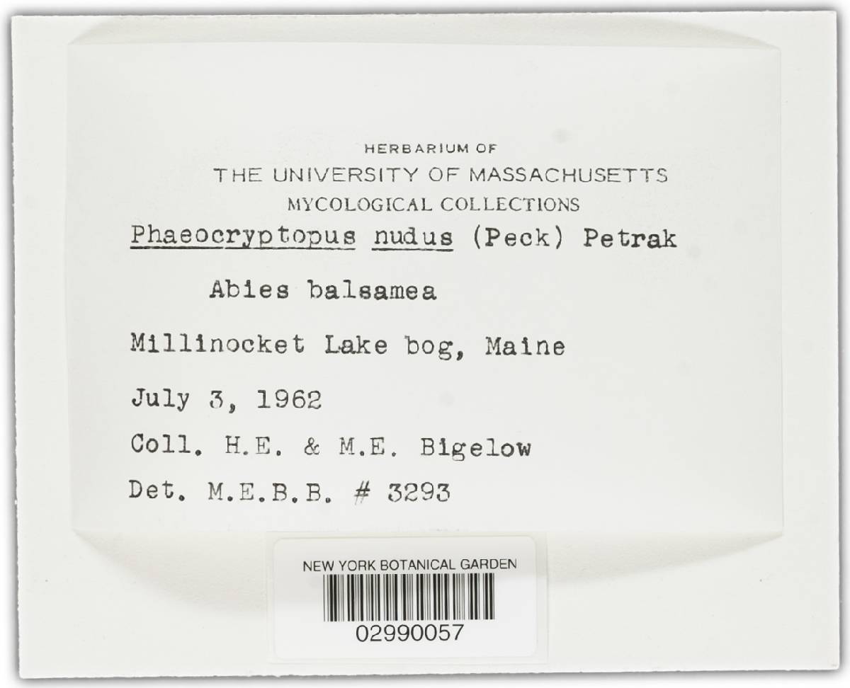 Phaeocryptopus nudus image