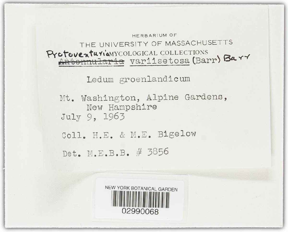 Protoventuria variisetosa image