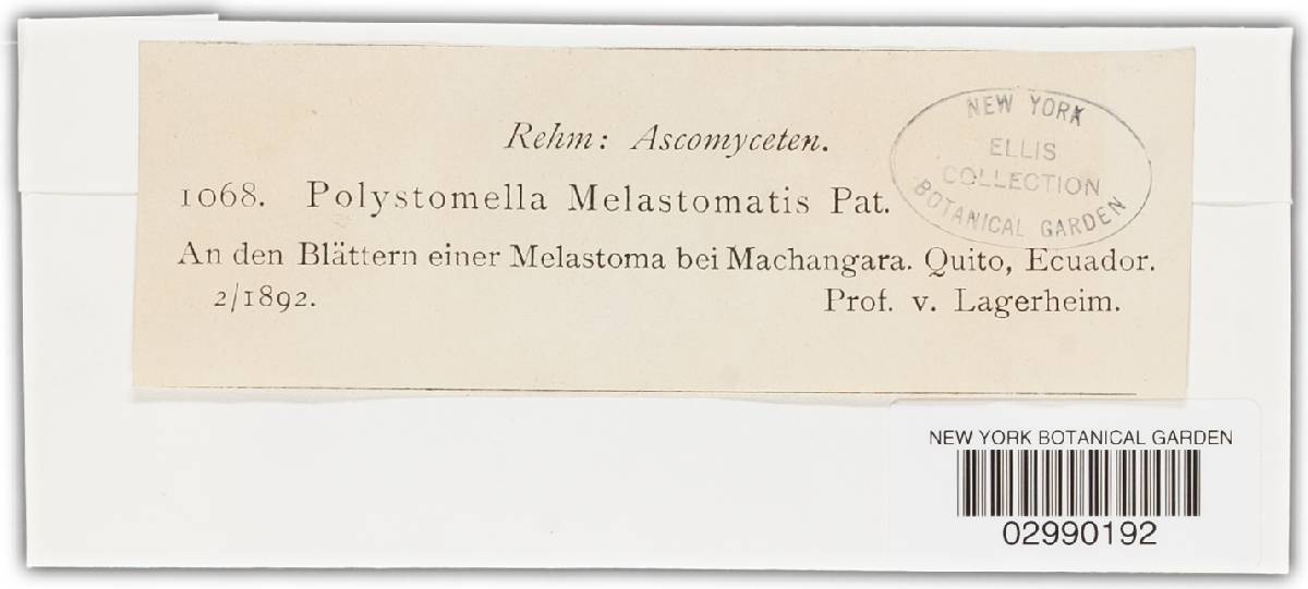 Cyclotheca melastomatis image