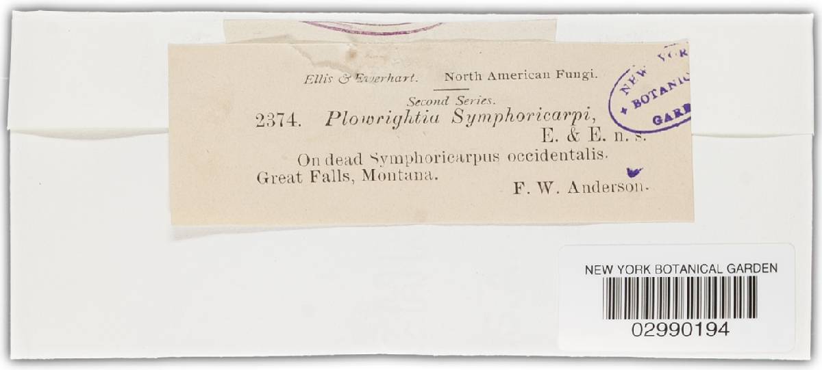 Dothidotthia symphoricarpi image