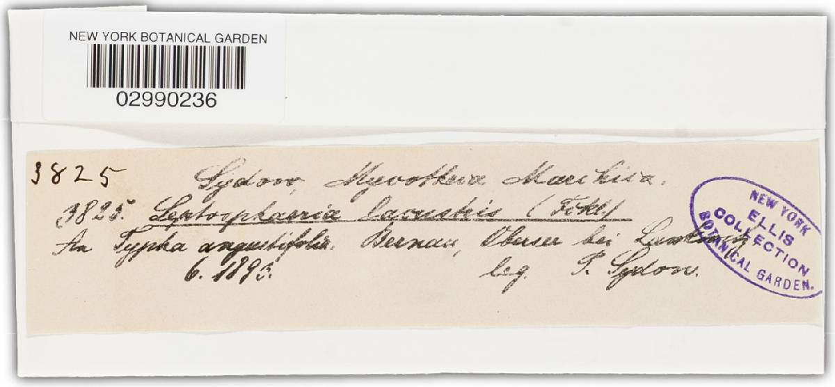 Wettsteinina lacustris image