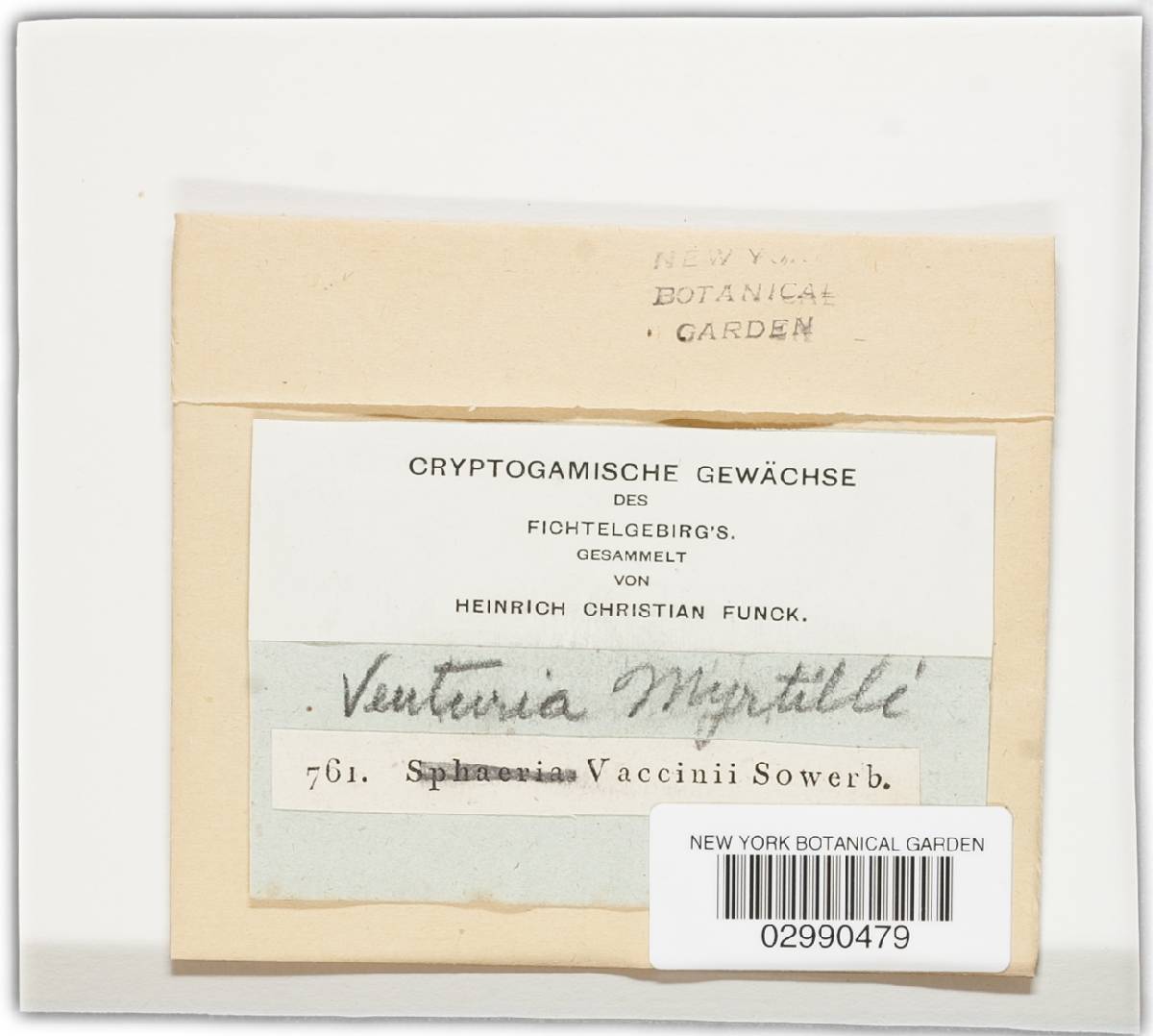 Gibbera myrtilli image