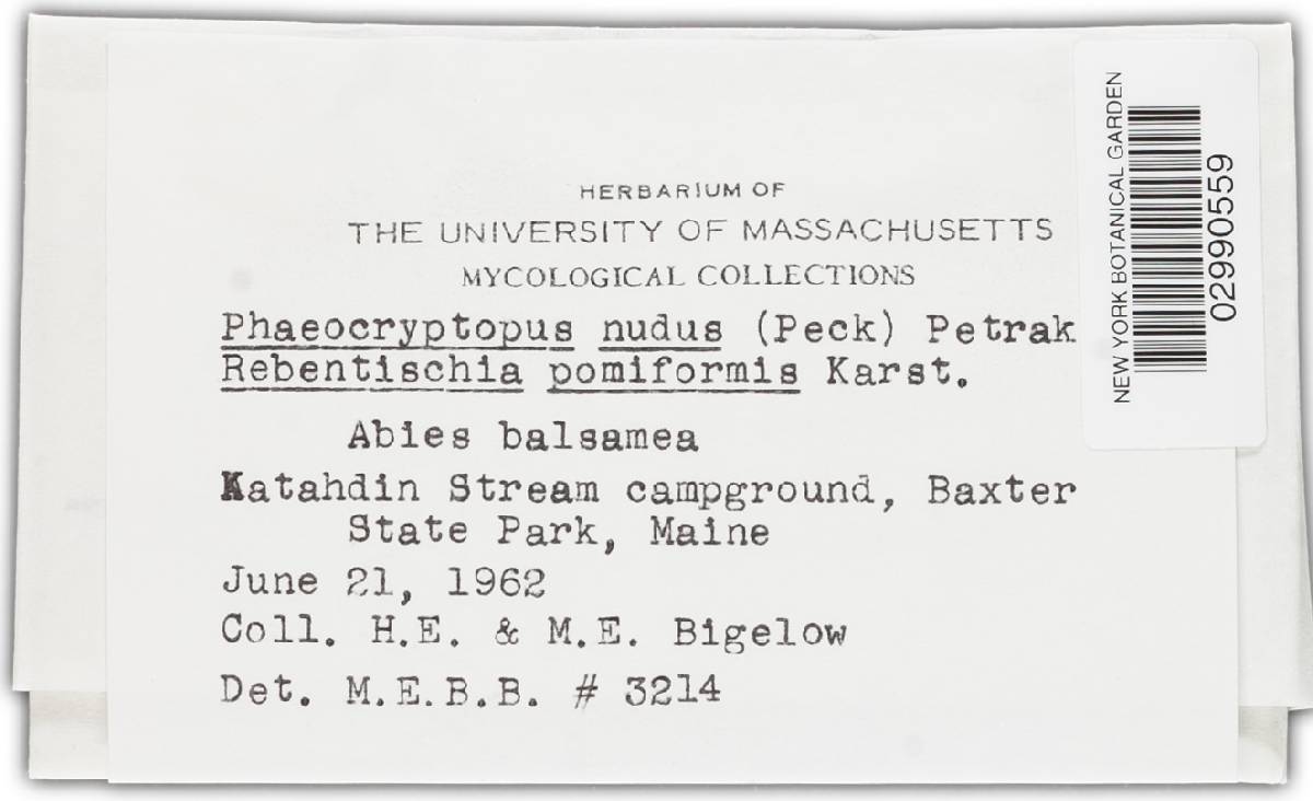 Phaeocryptopus nudus image