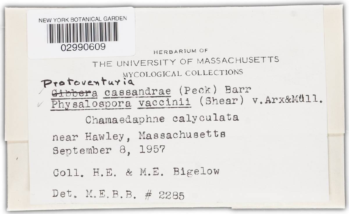 Protoventuria cassandrae image