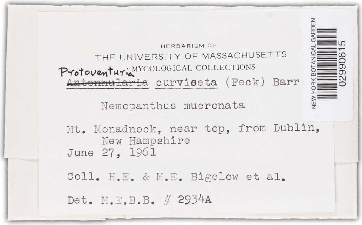 Protoventuria curviseta image