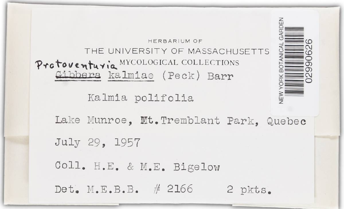 Protoventuria kalmiae image
