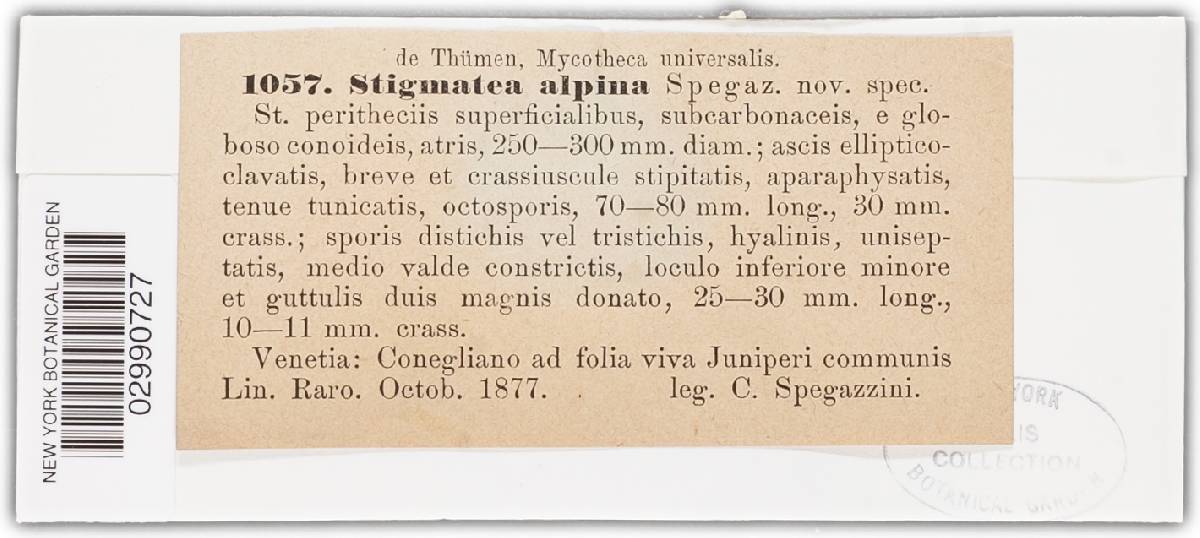 Stigmatea alpina image