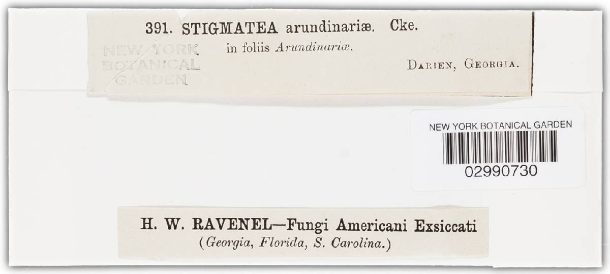 Stigmatea arundinariae image
