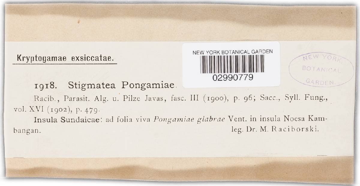 Stigmatea pongamiae image